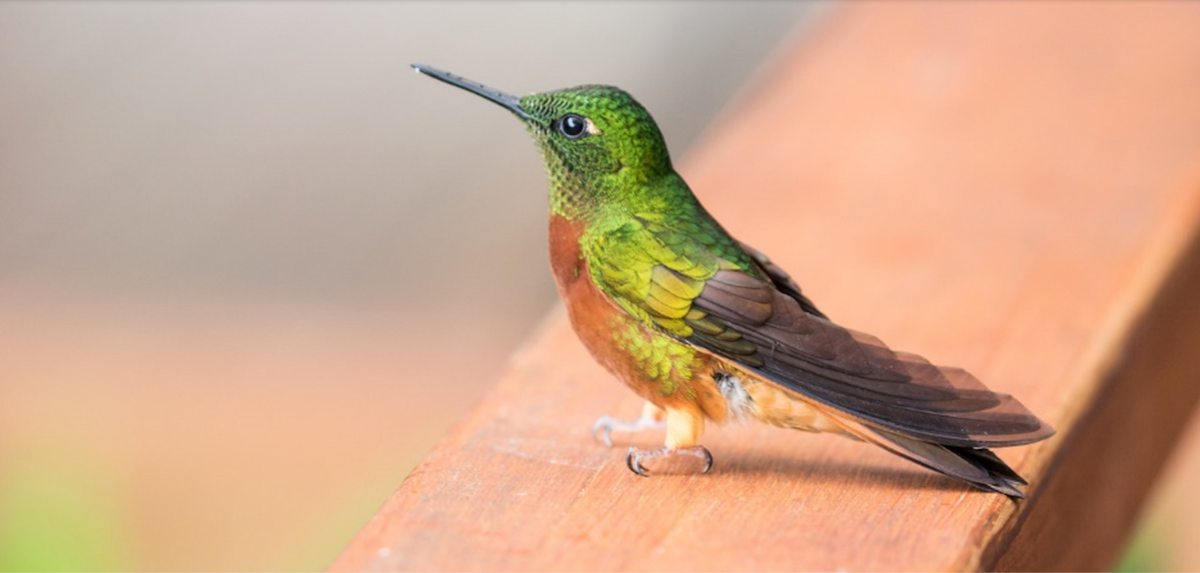 kolibřík peruánský - ML85422451