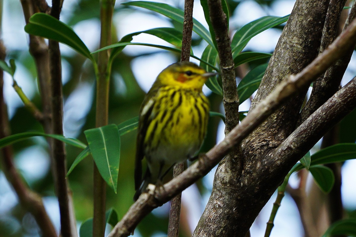 Cape May Warbler - ML85422601