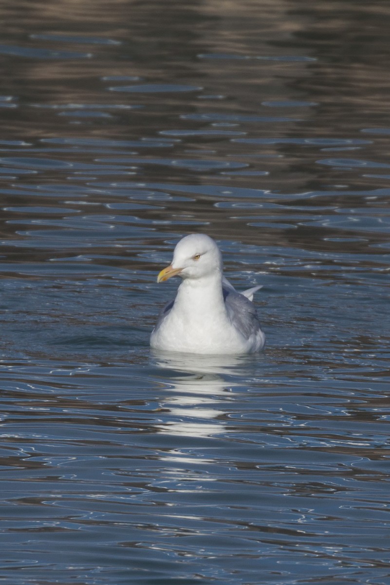 Glaucous Gull - Kenny Younger