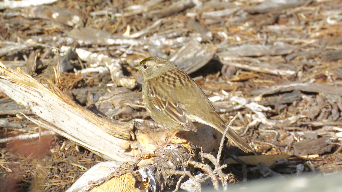 Golden-crowned Sparrow - ML85425191