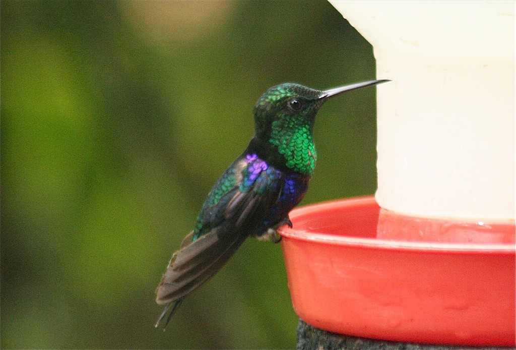Crowned Woodnymph (Green-crowned/Emerald-bellied) - ML85425201