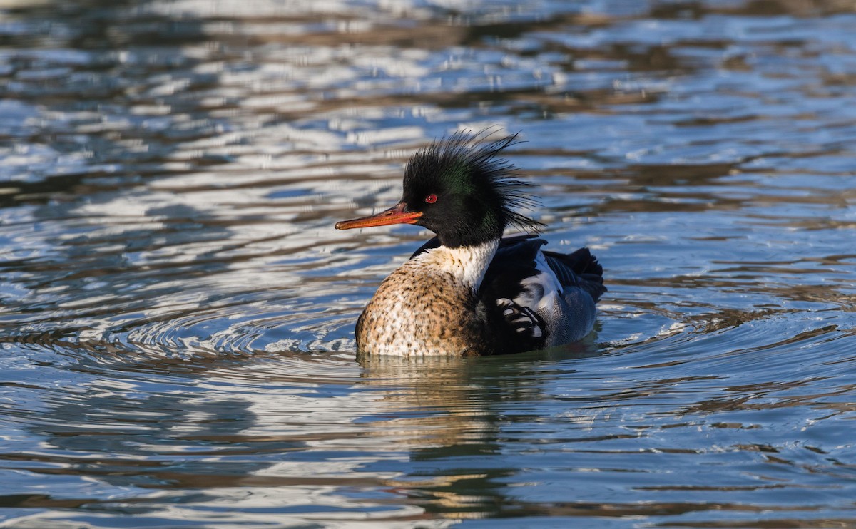 Red-breasted Merganser - Kenny Younger