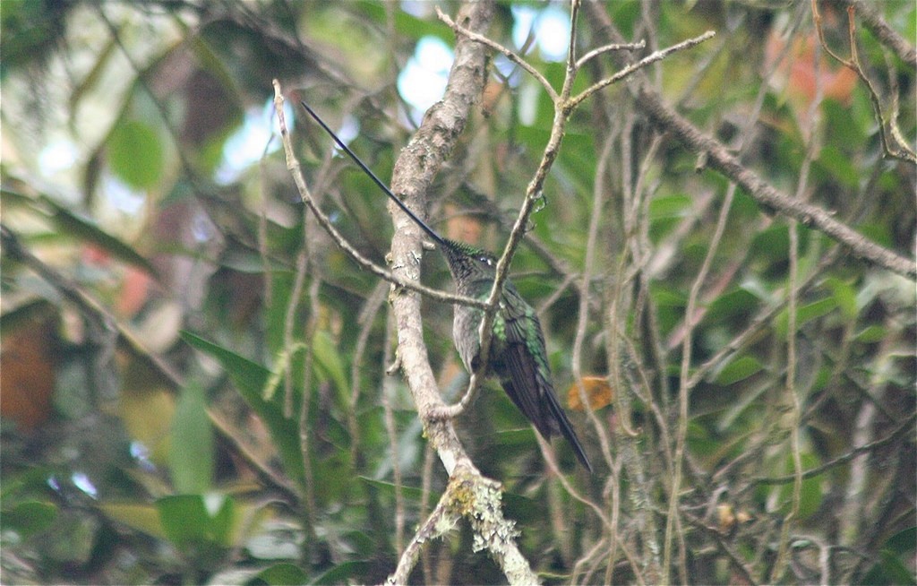 Sword-billed Hummingbird - ML85426501