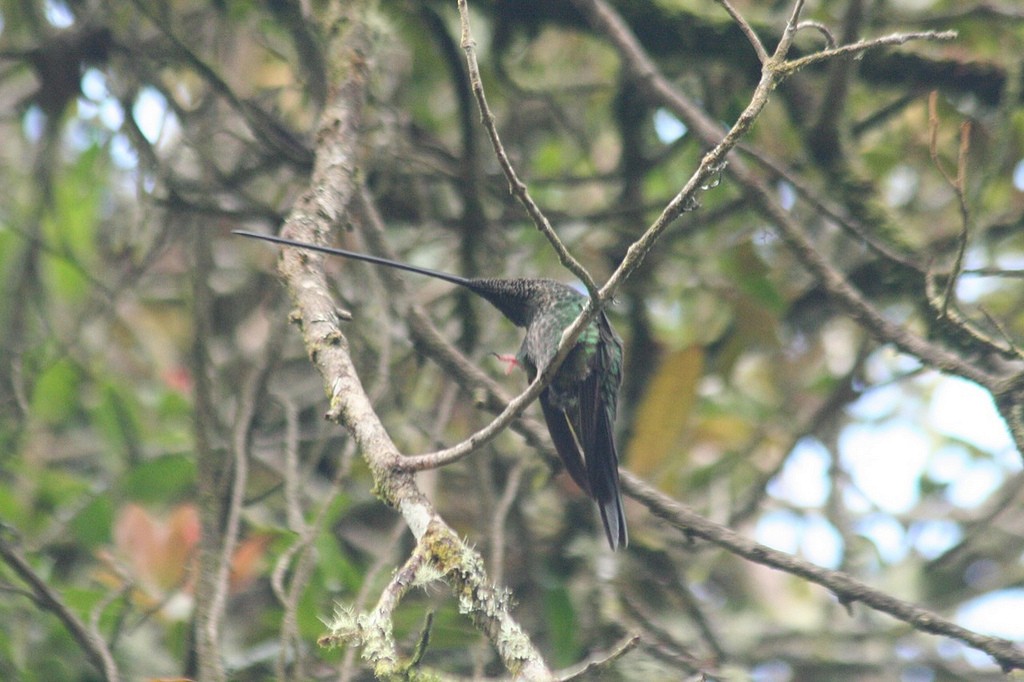 Sword-billed Hummingbird - ML85426561