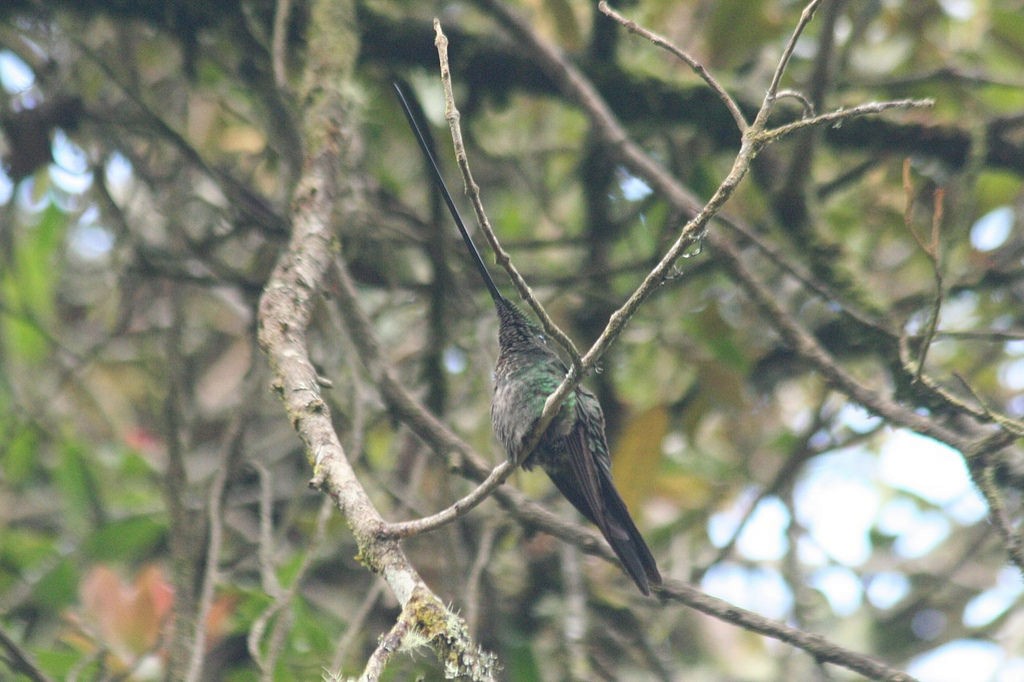 Sword-billed Hummingbird - ML85426571