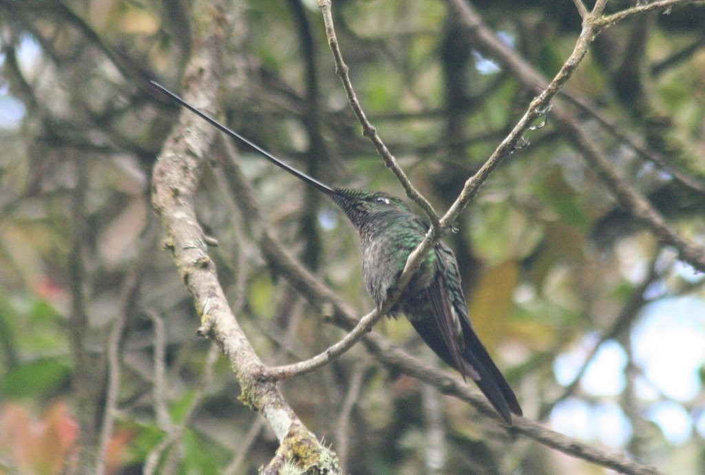 Sword-billed Hummingbird - ML85426591