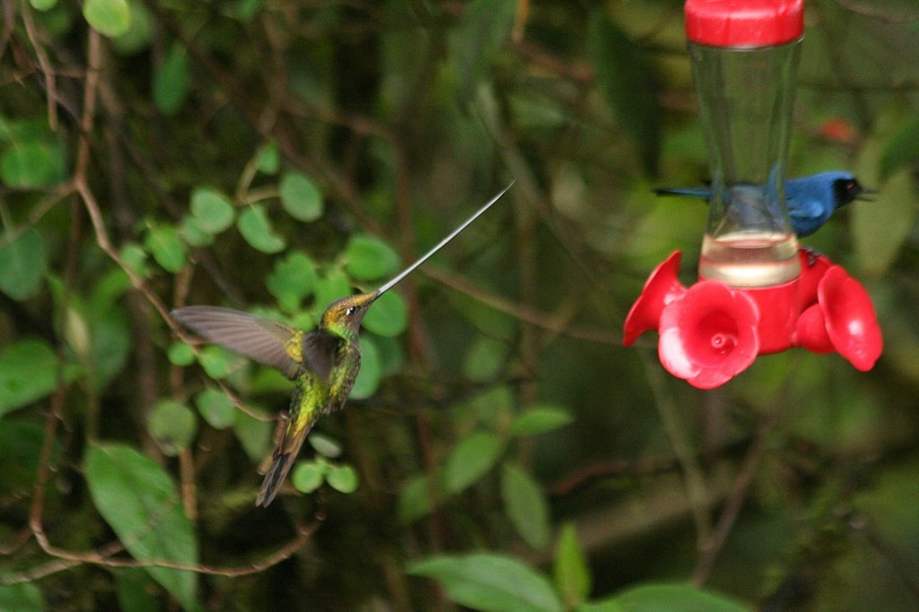Sword-billed Hummingbird - ML85426651