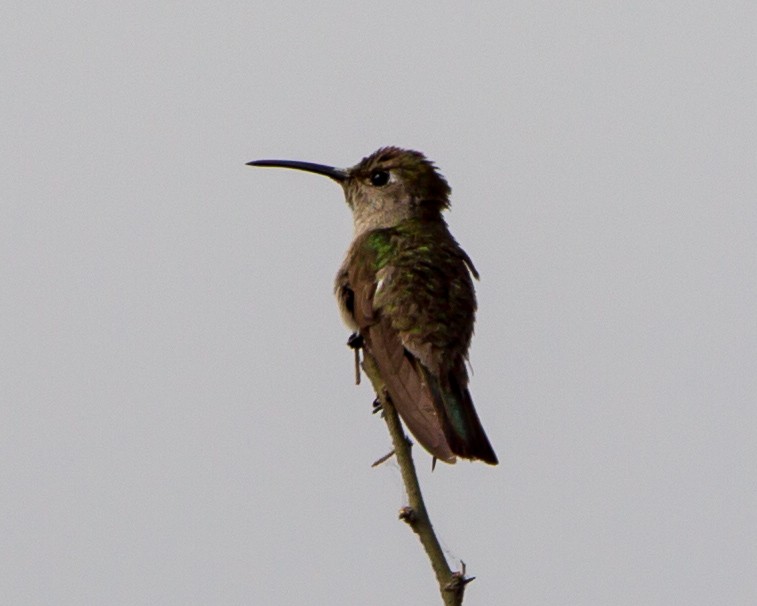 Tumbes Hummingbird - Kevin Berkoff