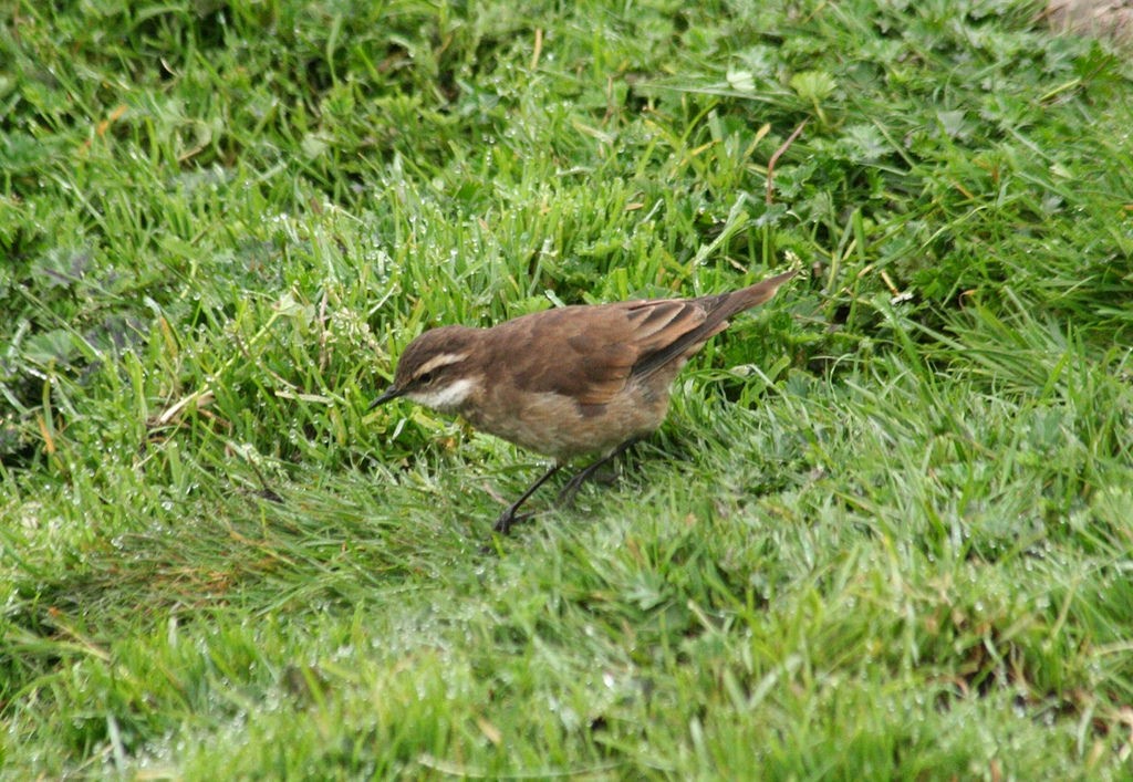 Chestnut-winged Cinclodes - ML85427261