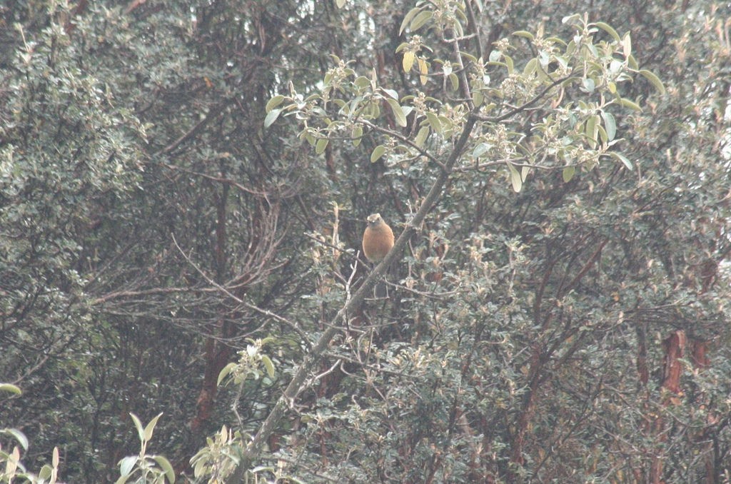 Brown-backed Chat-Tyrant - ML85427551