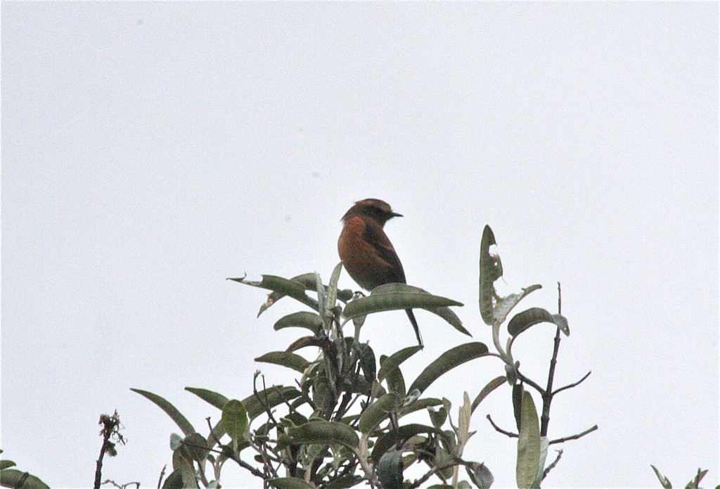 Brown-backed Chat-Tyrant - ML85427791
