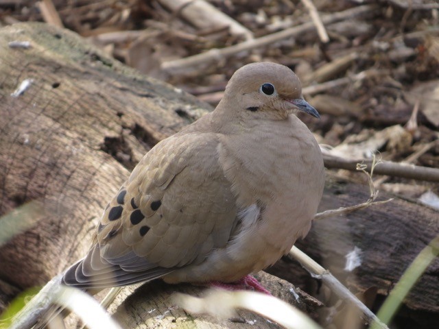 Mourning Dove - Isaac  Denzer