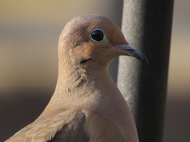Mourning Dove - Isaac  Denzer