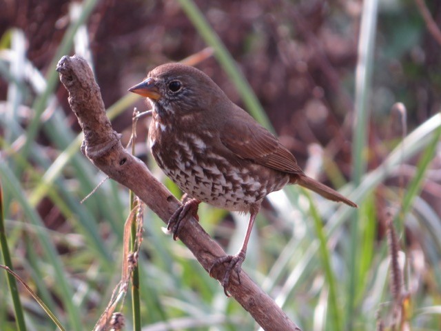 Fox Sparrow (Sooty) - ML85428531