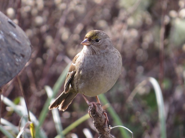 Golden-crowned Sparrow - ML85428571