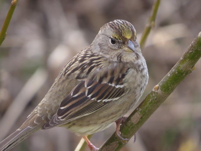 Golden-crowned Sparrow - ML85428621