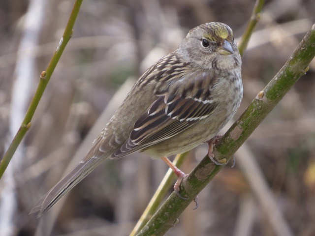 Golden-crowned Sparrow - Isaac  Denzer