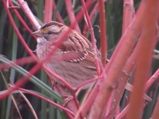 White-throated Sparrow - ML85428761