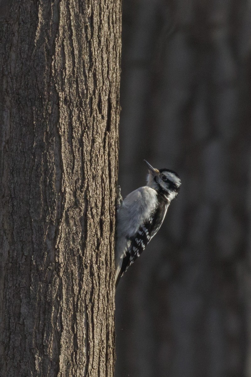 Hairy Woodpecker - Kenny Younger