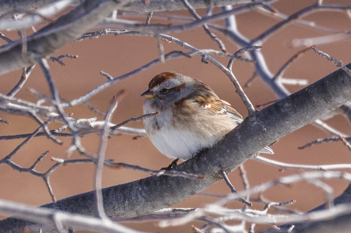 American Tree Sparrow - Kenny Younger