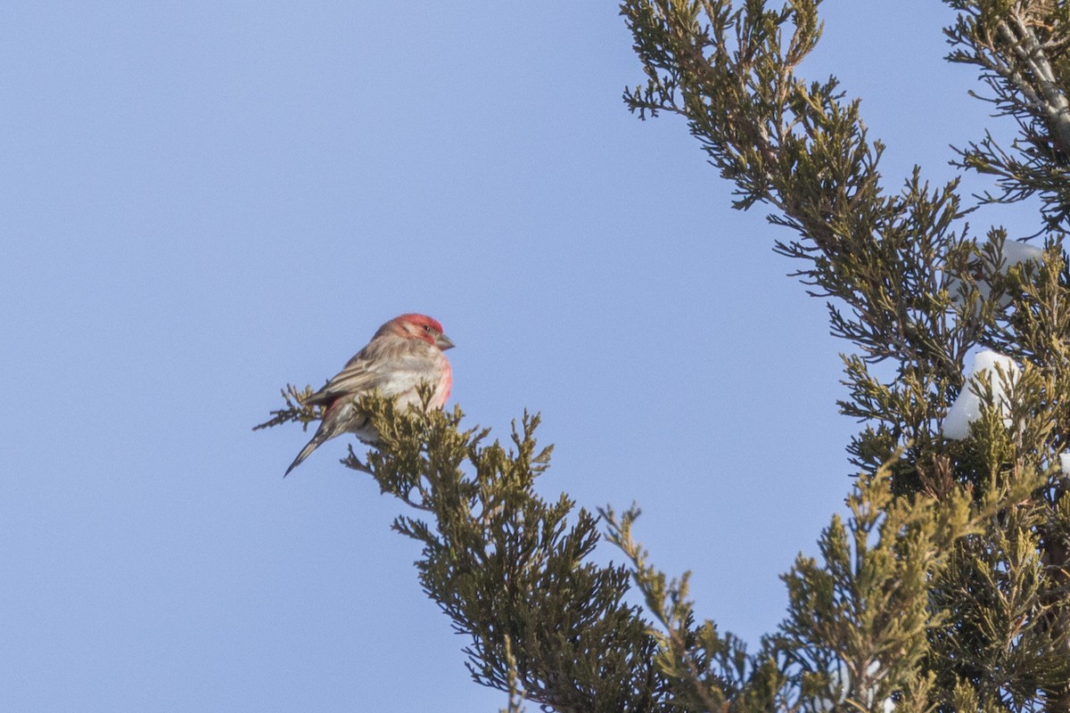 House Finch - Kenny Younger