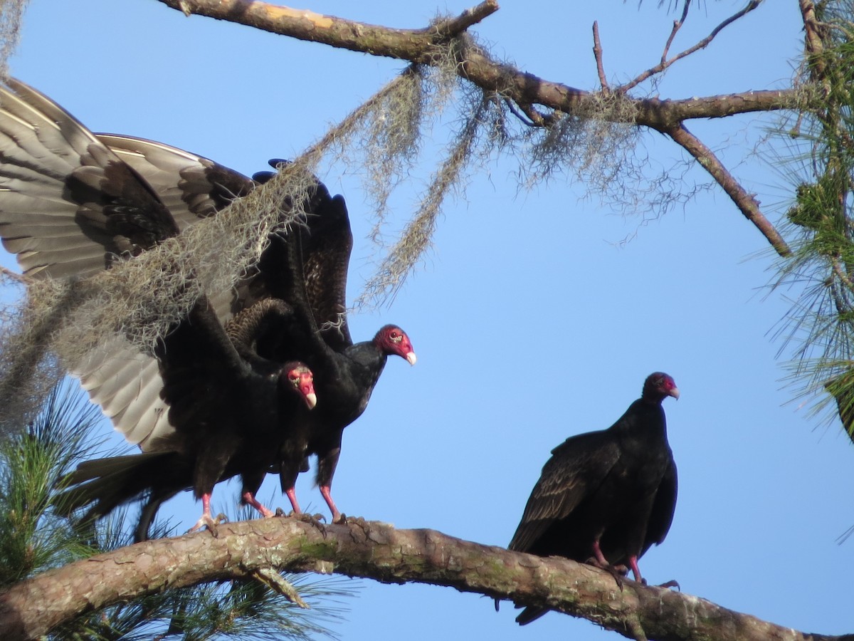 Turkey Vulture - Douglas Richard
