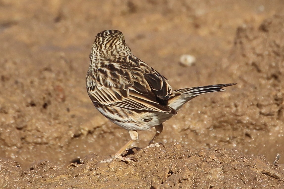 Savannah Sparrow (Savannah) - ML85437251