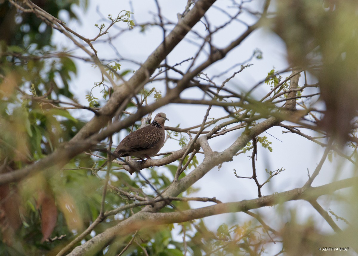 Spotted Dove - Adithya Bhat