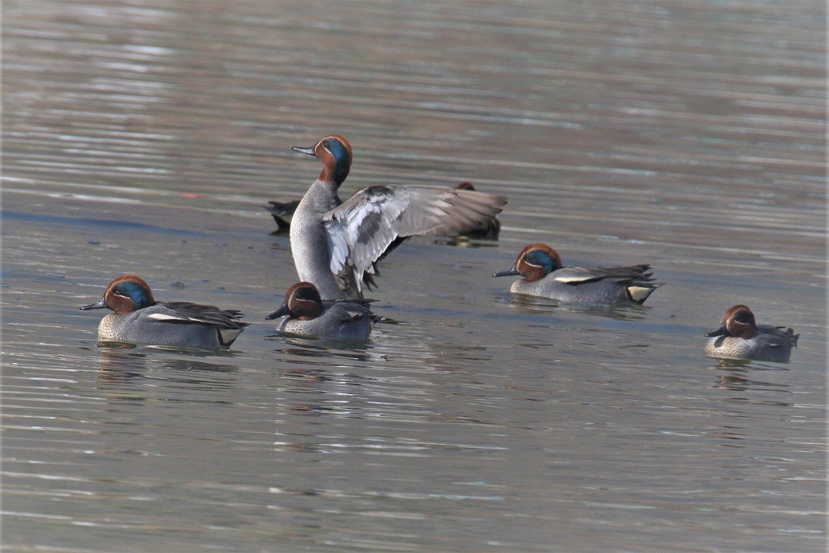 Green-winged Teal - ML85438231