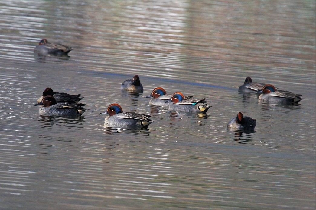 Green-winged Teal - ML85438291