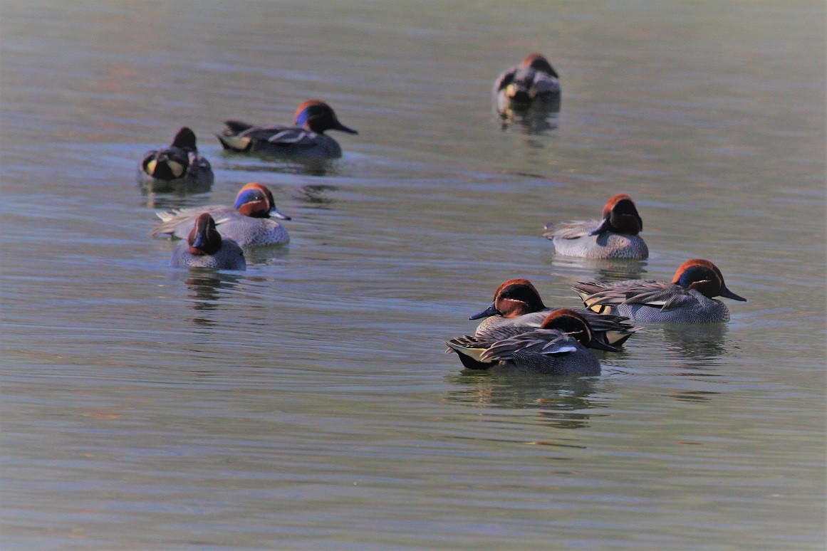 Green-winged Teal - ML85438311
