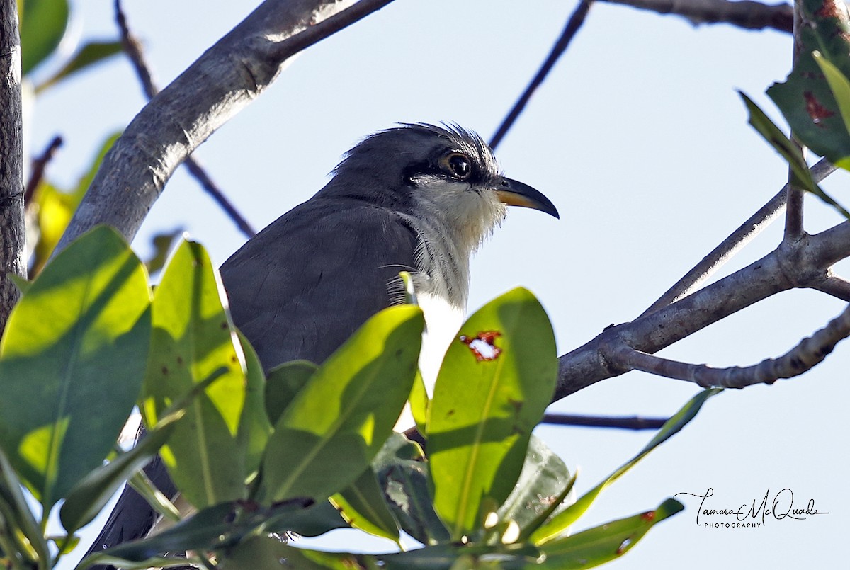 Mangrove Cuckoo - ML85438361