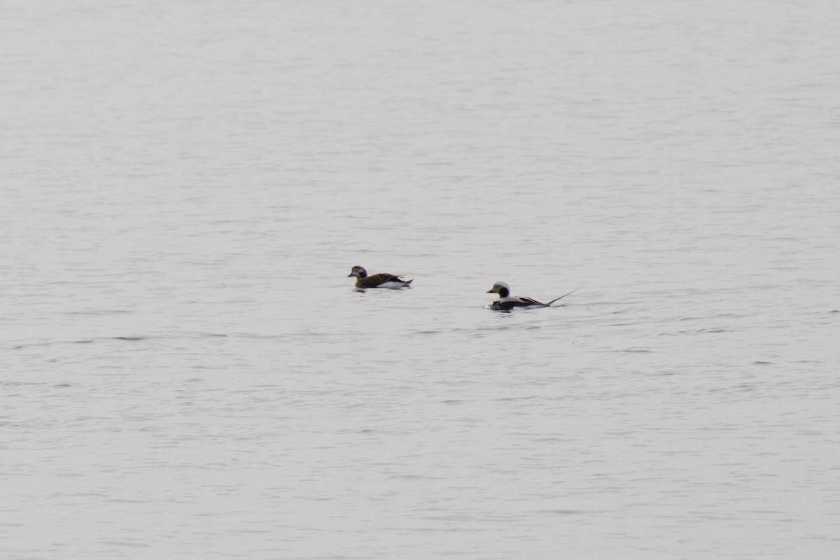 Long-tailed Duck - ML85442241
