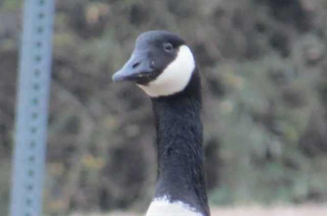 Canada Goose - dean anderson