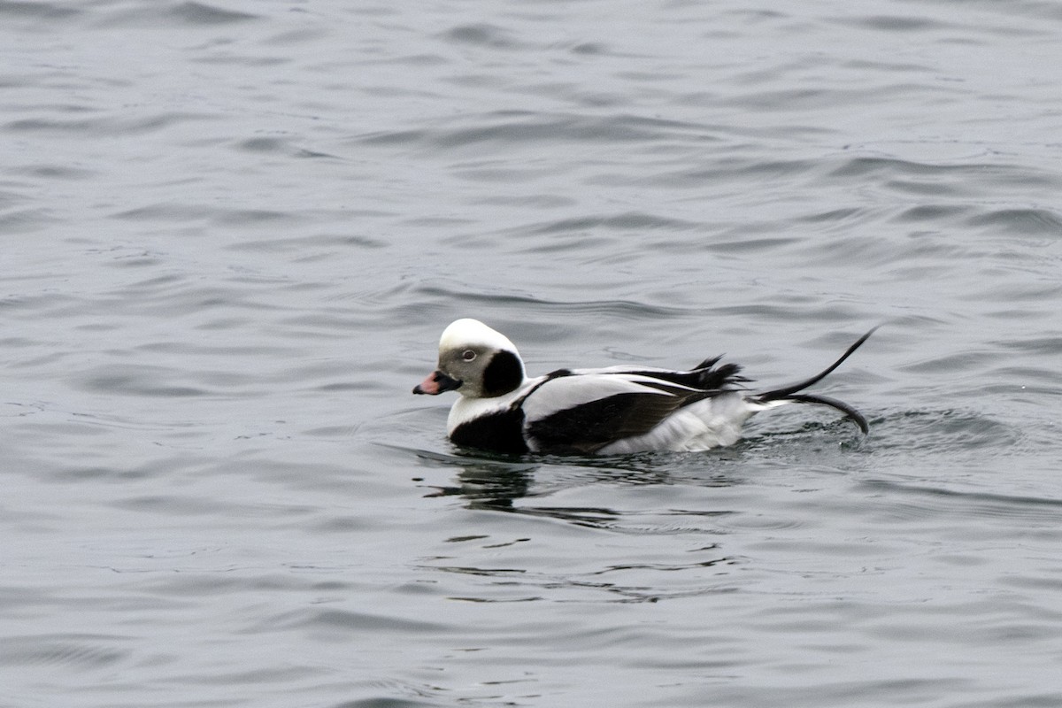 Long-tailed Duck - ML85446841