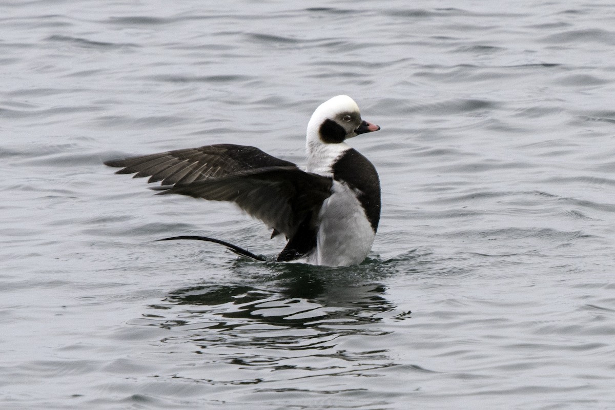 Long-tailed Duck - ML85446861