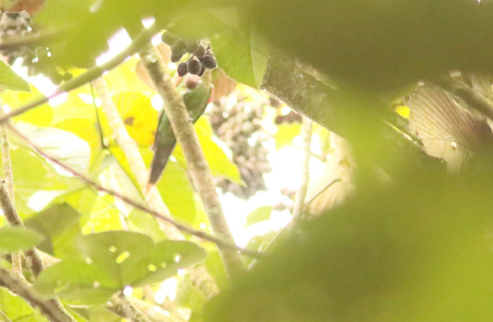 Maroon-tailed Parakeet (Choco) - ML85447191