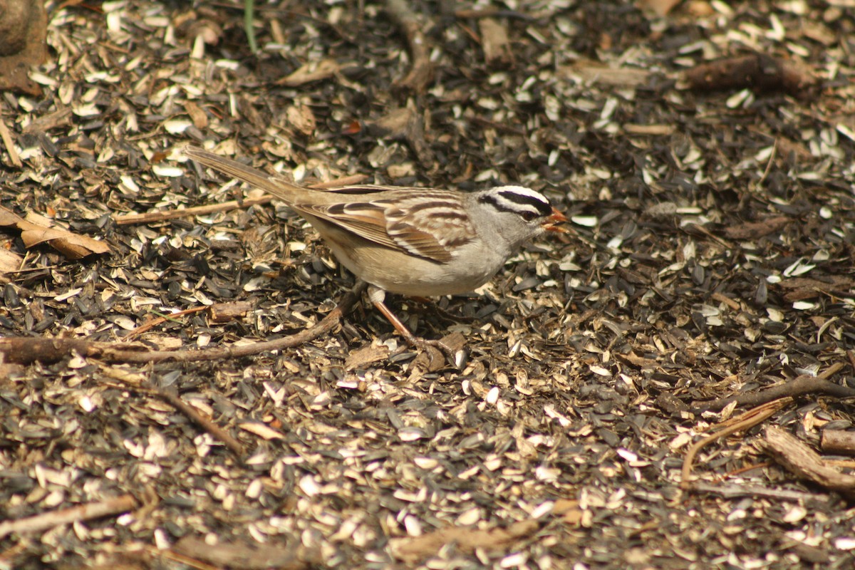 White-crowned Sparrow - Matt Kalwasinski