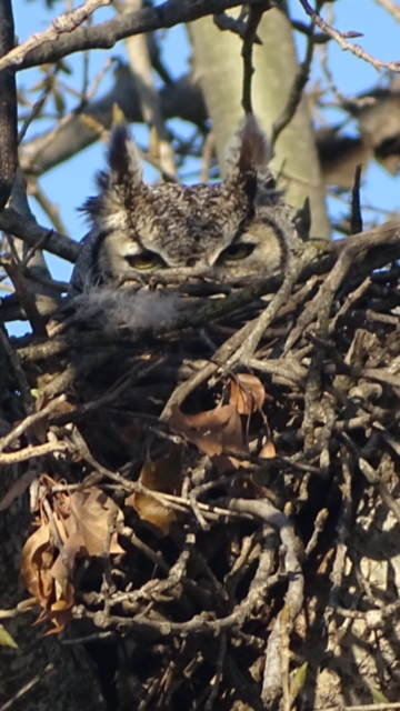 Great Horned Owl - ML85449241