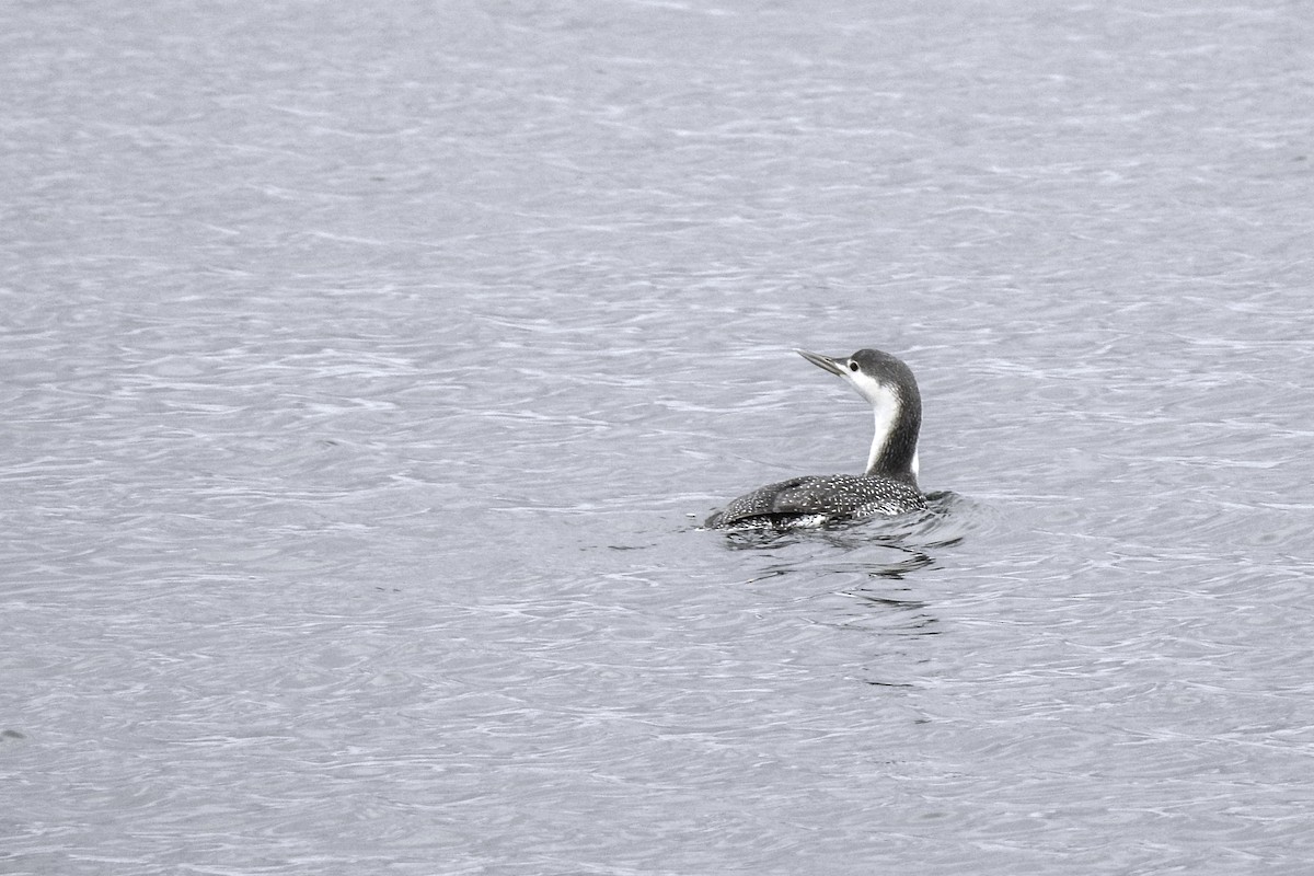 Red-throated Loon - ML85450631