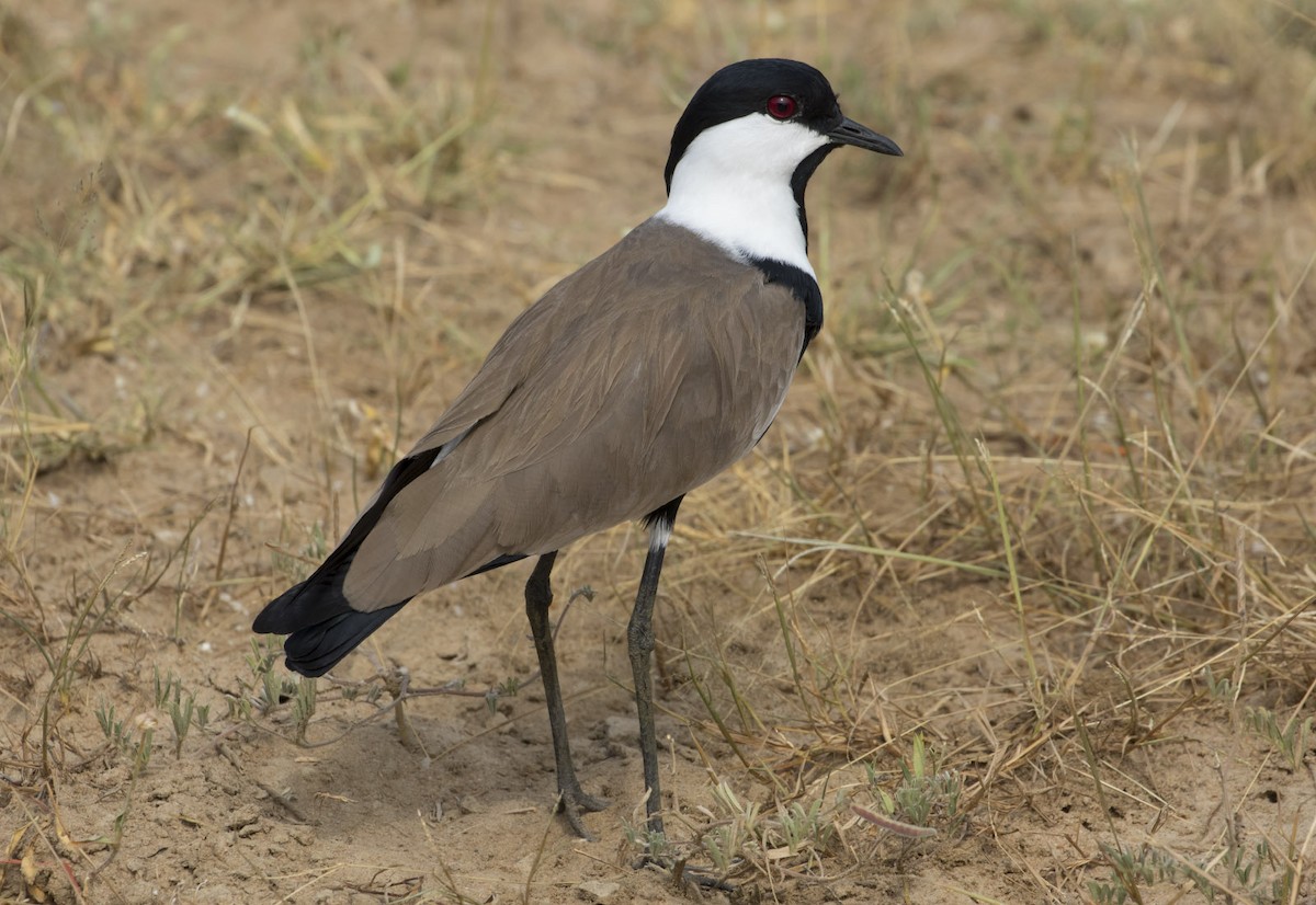 Spur-winged Lapwing - ML85452681