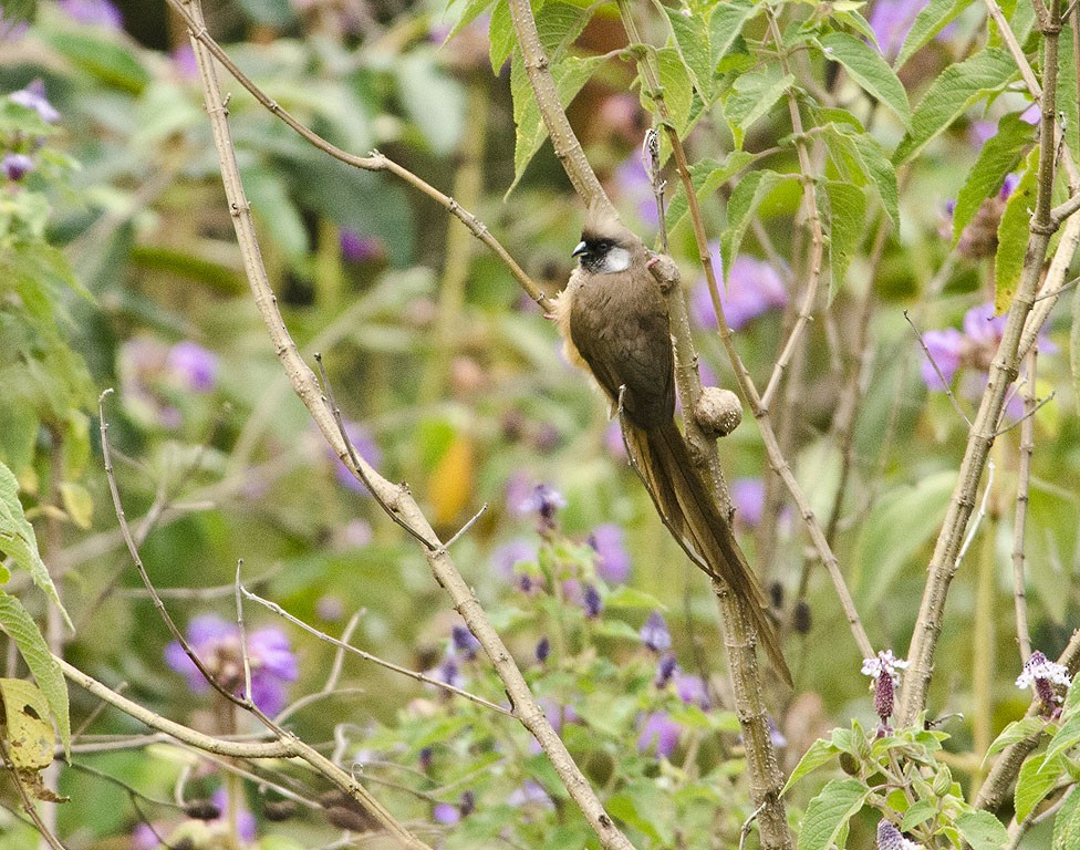 Speckled Mousebird - Ad Konings