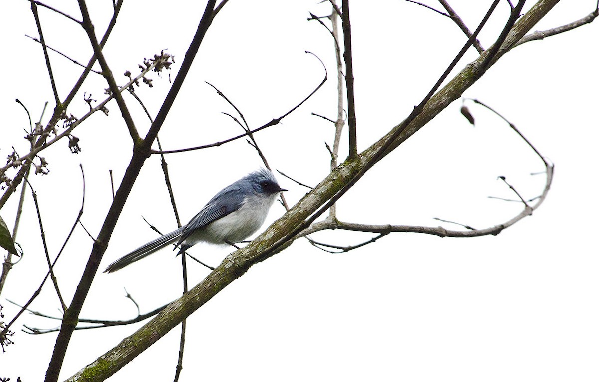 White-tailed Blue Flycatcher - Ad Konings