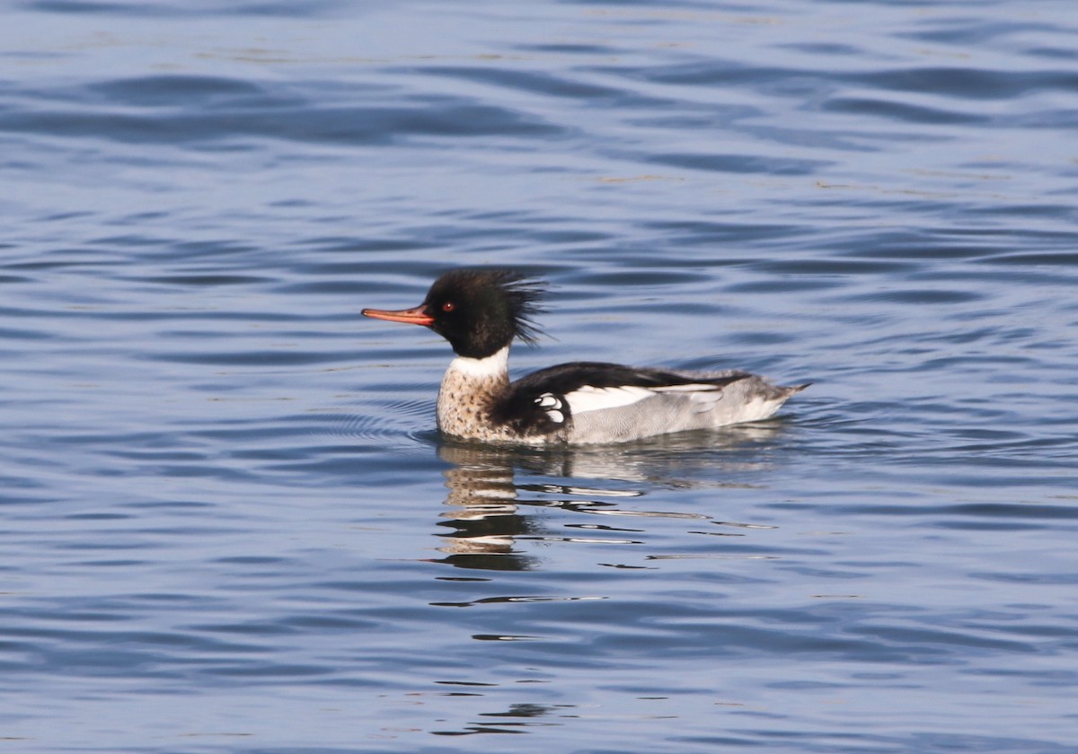 Red-breasted Merganser - Pair of Wing-Nuts