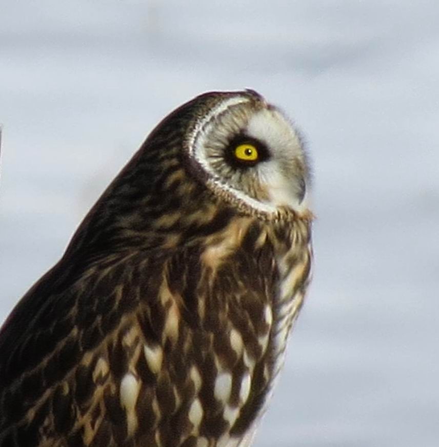 Short-eared Owl - ML85456741