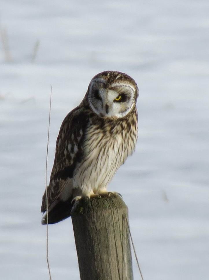 Short-eared Owl - ML85456751