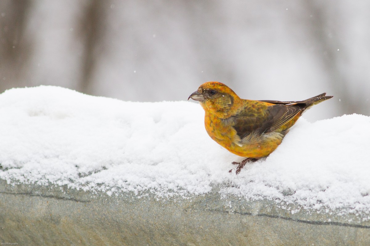 Red Crossbill - Chris Sayers