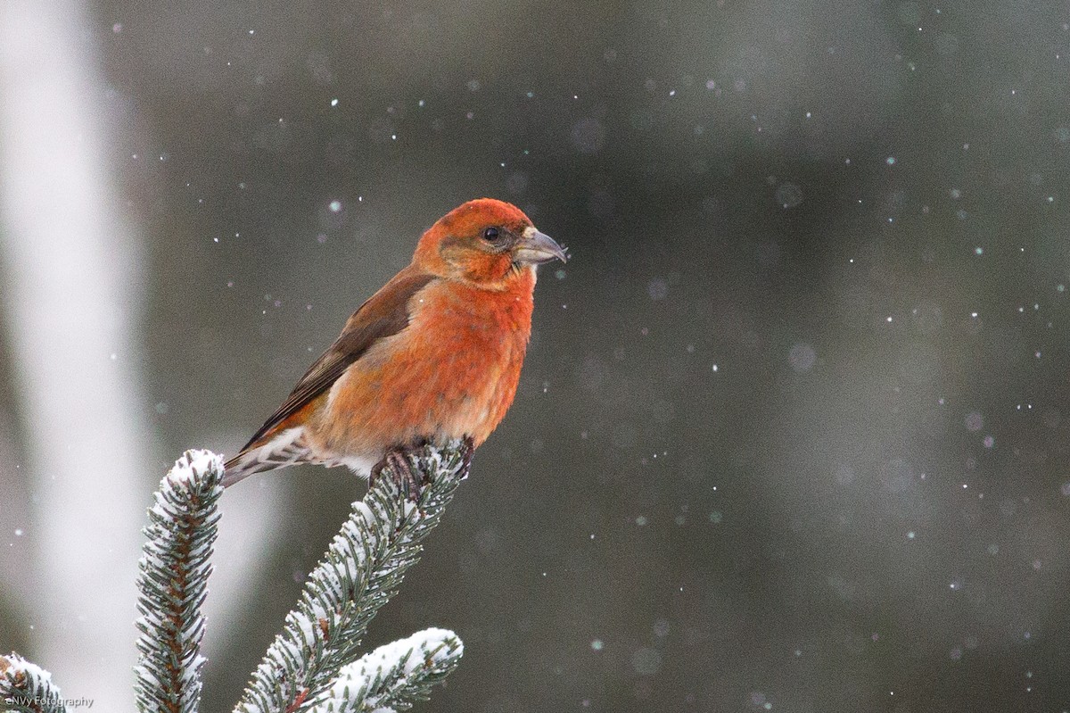 Red Crossbill - Chris Sayers