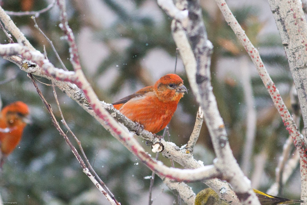 Red Crossbill - Chris Sayers