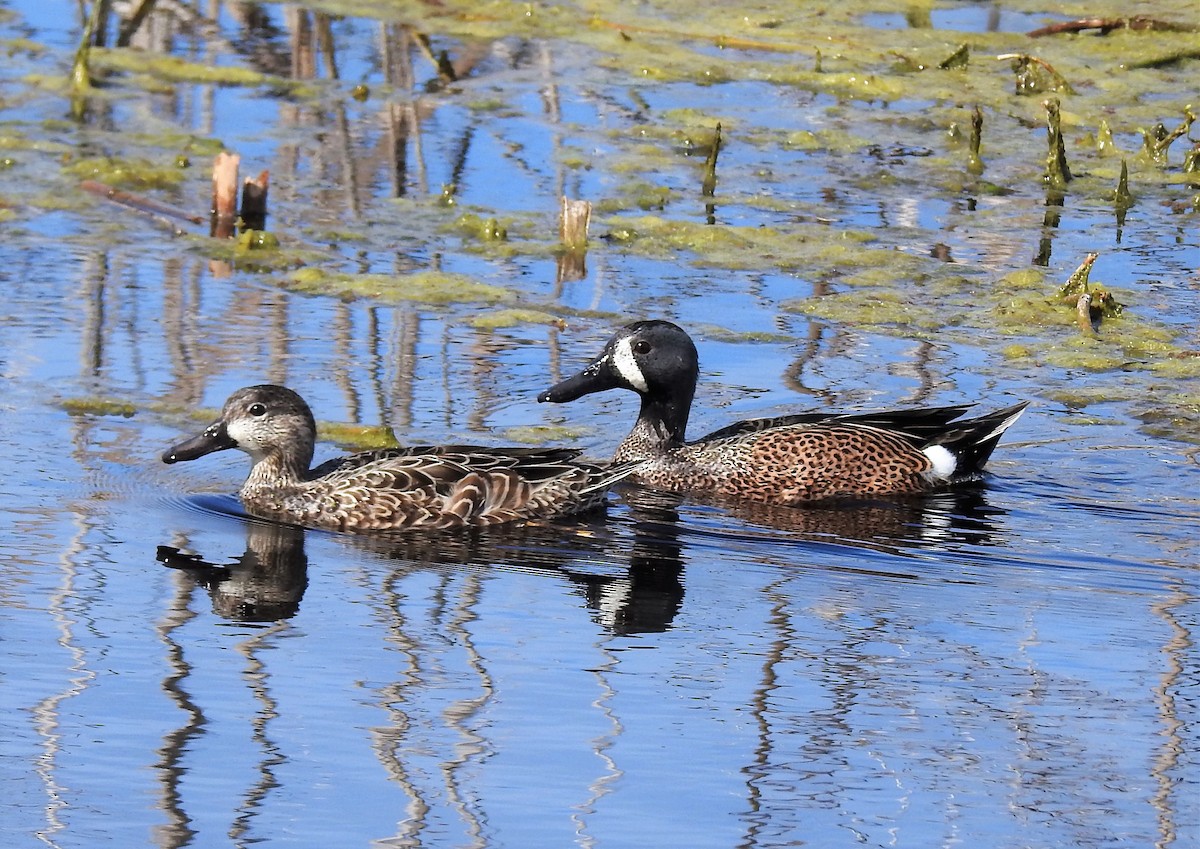 Blue-winged Teal - ML85457251